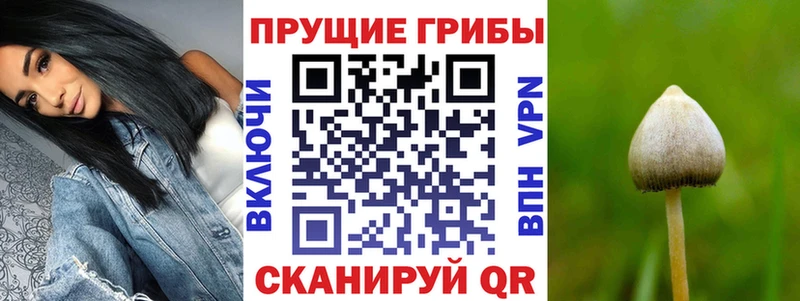 Купить закладки  Красный Кут  Псилоцибиновые грибы Cubensis 